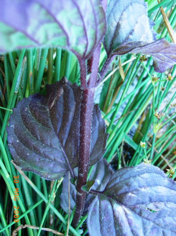 Mentha aquatica